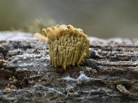 Arcyria obvelata 8, Lang netwatje, Saxifraga-Luuk Vermeer