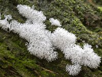 Ceratiomyxa fruticulosa 14, Gewoon ijsvingertje, Saxifraga-Luuk Vermeer