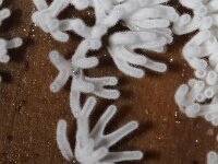 Ceratiomyxa fruticulosa 17, Gewoon ijsvingertje, Saxifraga-Foto Fitis-Sytske Dijksen