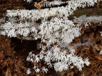 Ceratiomyxa fruticulosa 19, Gewoon ijsvingertje, Saxifraga-Luuk Vermeer