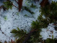 Ceratiomyxa fruticulosa 24, Gewoon ijsvingertje, Saxifraga-Foto Fitis-Sytske Dijksen