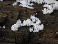 Ceratiomyxa fruticulosa 28, Gewoon ijsvingertje, Saxifraga-Luuk Vermeer