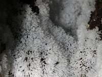 Ceratiomyxa fruticulosa 40, Gewoon ijsvingertje, Saxifraga-Foto Fitis-Sytske Dijksen