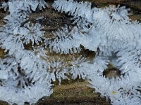 Ceratiomyxa fruticulosa 45, Gewoon ijsvingertje, Saxifraga-Foto Fitis-Sytske Dijksen