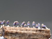 Diachea leucopodia 5, Witpootglinsterkopje, Saxifraga-Luuk Vermeer