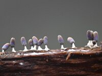 Diachea leucopodia 7, Witpootglinsterkopje, Saxifraga-Luuk Vermeer