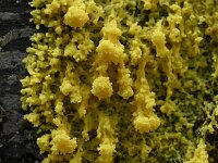 Fuligo septica 11, Heksenboter, Saxifraga-Luuk Vermeer