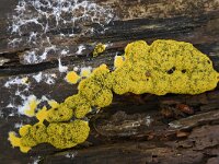 Fuligo septica 14, Heksenboter, Saxifraga-Luuk Vermeer