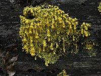 Fuligo septica 15, Heksenboter, Saxifraga-Luuk Vermeer