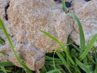 Fuligo septica, Heksenboter