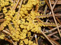 Fuligo septica 22, Heksenboter, Saxifraga-Foto Fitis-Sytske Dijksen