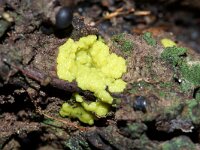 Fuligo septica 23, Heksenboter, Saxifraga-Foto Fitis-Sytske Dijksen