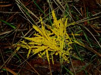 Fuligo septica 24, Heksenboter, Saxifraga-Foto Fitis-Sytske Dijksen