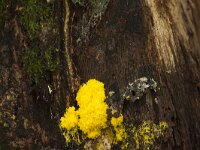 Fuligo septica 25, Heksenboter, Saxifraga-Jan Nijendijk