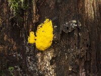 Fuligo septica 26, Heksenboter, Saxifraga-Jan Nijendijk