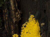 Fuligo septica 27, Heksenboter, Saxifraga-Jan Nijendijk