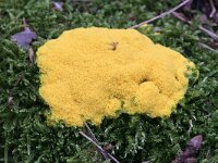 Fuligo septica 28, Heksenboter, Saxifraga-Tom Heijnen