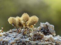 Hemitrichia calyculata 12, Groot langdraadwatje, Saxifraga-Luuk Vermeer