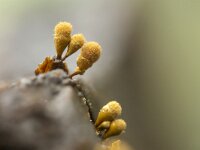Hemitrichia calyculata 25, Groot langdraadwatje, Saxifraga-Luuk Vermeer