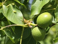 Aceria erinea 2, Okkernootviltmijt, Saxifraga-Peter Meininger