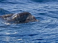 Mola mola 2, Maanvis, Saxifraga-Rik Kruit