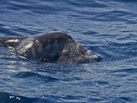 Mola mola 3, Maanvis, Saxifraga-Rik Kruit