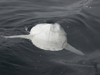 Mola mola 4, Maanvis, Saxifraga-Foto Fitis-Sytske Dijksen