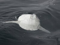 Mola mola 4, Maanvis, Saxifraga-Foto Fitis-Sytske Dijksen