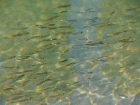 Syngnathus acus 2, Grote zeenaald, juv, Saxifraga-Foto Fitis-Sytske Dijksen