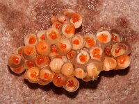 Syngnathus acus 3, Grote zeenaald, eggs, Saxifraga-Foto Fitis-Sytske Dijksen