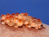 Syngnathus acus 4, Grote zeenaald, eggs, Saxifraga-Foto Fitis-Sytske Dijksen