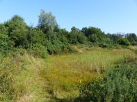 Hyla arborea 69, Boomkikker, habitat, NL, Drenthe, Westerveld, Wapse, Saxifraga-Mark Zekhuis
