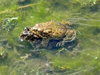 Bufotes viridis 43, Groene pad Saxifraga-Hans Grotenhuis
