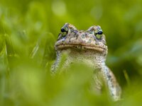 Impudent Green toad in Grass  Daring Green toad (Bufotes viridis) peeking from behind grass in a backyard lawn : Bufotes, Pseudepidalea, amphibian, animal, background, big, bold, brown, bufo, cheeky, closeup, colorful, common, cute, daring, detail, environment, europe, european, eye, fat, fauna, forest, frog, grass, greece, green, impudent, jump, large, looking, macro, moss, natural, nature, portrait, reptile, slimy, small, summer, toad, tropical, ugly, virdis, viridis, warty, watching, wet, wild, wildlife