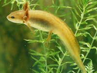 Lissotriton vulgaris 19, larva, Kleine watersalamander, Saxifraga-Kees Marijnissen