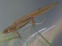 Lissotriton vulgaris 4, female, Kleine watersalamander, Saxifraga-Mark Zekhuis