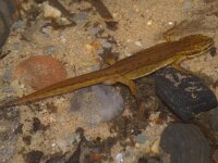 Lissotriton vulgaris 6, Kleine watersalamander, Saxifraga-Kees Marijnissen