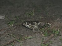 Pelobates fuscus 5, Knoflookpad, Saxifraga-Mark Zekhuis