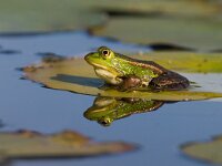 Pelophylax ridibundus 12, Meerkikker, Saxifraga-Rik Kruit
