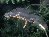 Triturus karelinii