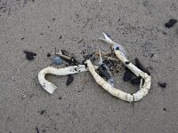 Chaetopterus variopedatus 3, Perkamentkokerworm, Saxifraga-Foto Fitis-Sytske Dijksen