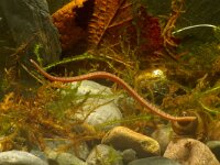 Erpobdella octoculata 2, Achtogige bloedzuiger, Saxifraga-Kees Marijnissen