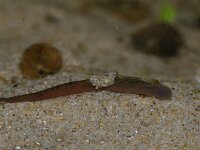 Erpobdella octoculata 4, Achtogige bloedzuiger, Saxifraga-Foto Fitis-Sytske Dijksen