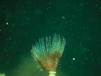 Sabella discifera