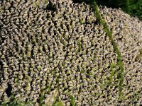 Sabellaria sp 2, Saxifraga-Foto Fitis-Sytske Dijksen