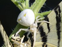 Misumena vatia 18, Gewone kameleonspin, Saxifraga-Tom Heijnen