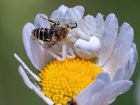 Misumena vatia 19, Gewone kameleonspin, Saxifraga-Gerard de Jong : Gewone kameleonspin, Limburg, Macro, Misumena vatia, Overig, Saxifraga Beeldbank, Sint-Pietersberg, Spin, spider