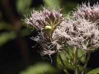 Misumena vatia 20, Gewone kasmeleonspin, Saxifraga-Jan van der Straaten
