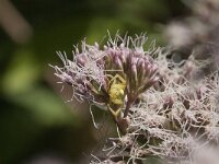 Misumena vatia 21, Gewone kasmeleonspin, Saxifraga-Jan van der Straaten