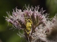 Misumena vatia 22, Gewone kasmeleonspin, Saxifraga-Jan van der Straaten